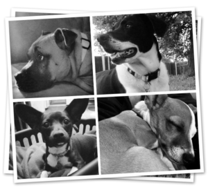 Power Dogs